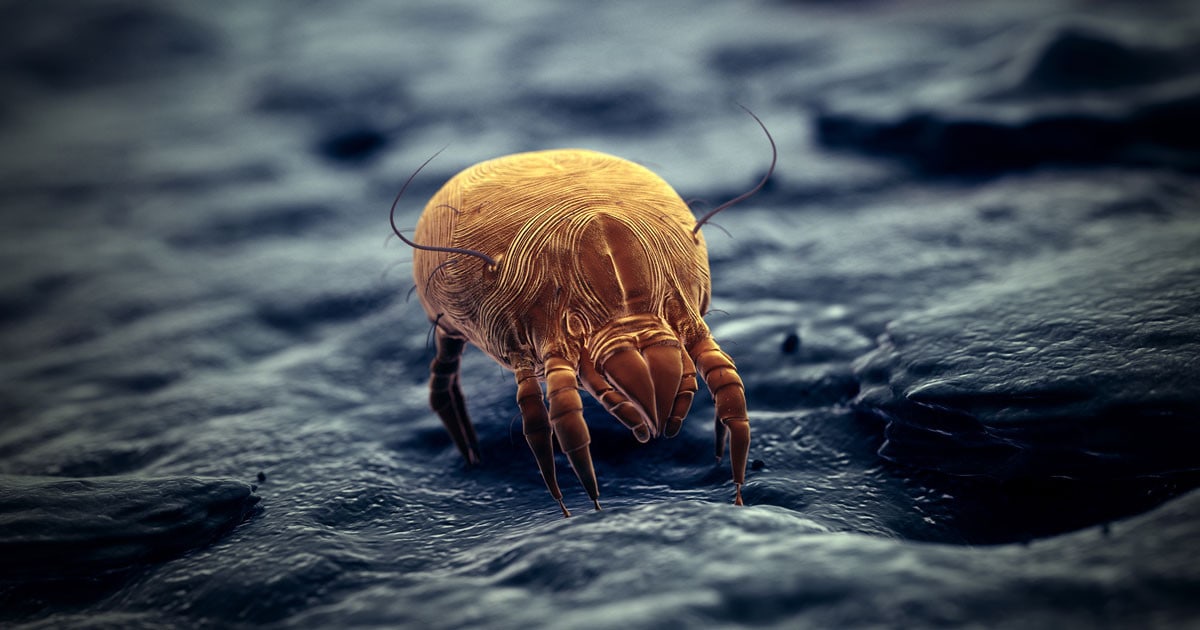 The Ultimate Guide on How To Get Rid of Dust Mites 2024