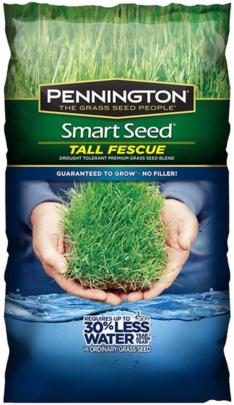 Best Grass Seed to Grow A Lush Lawn 2024