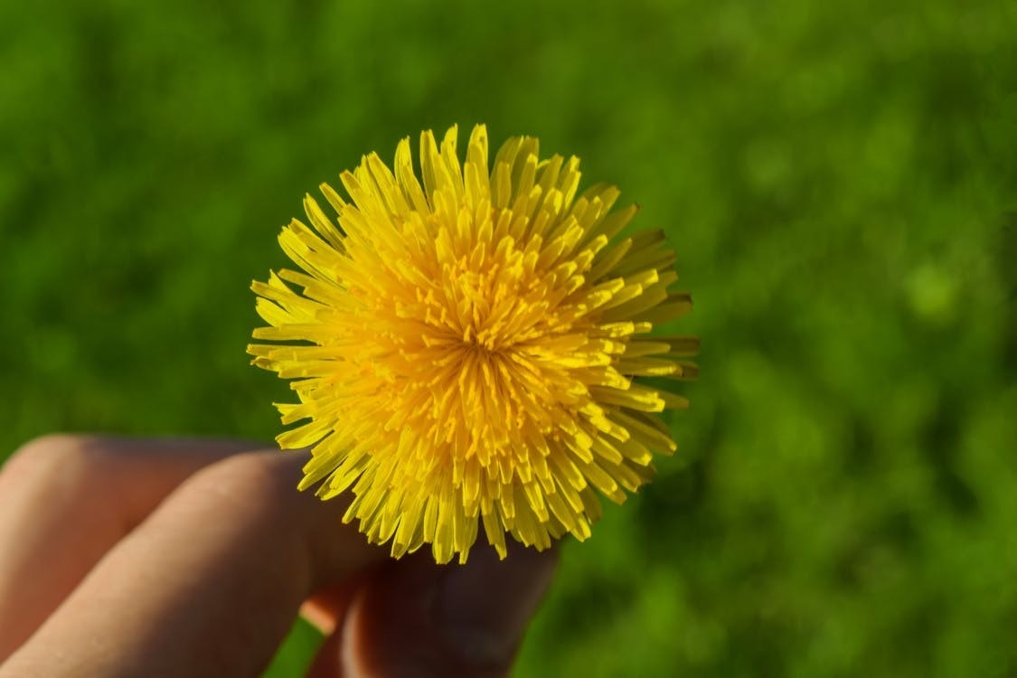 4 Best Dandelion Killer Spray For Lawns Reviews in 2022